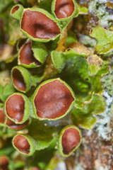 Ricasolia quercizans