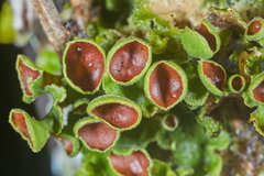 Ricasolia quercizans