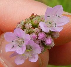 Armeria alliacea