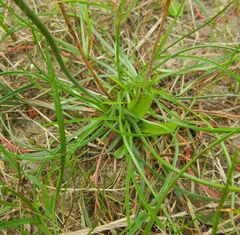 Armeria alliacea