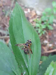 Meromacrus gloriosus