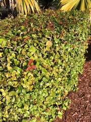 Eugenia uniflora