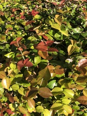 Eugenia uniflora
