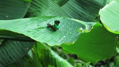 Chlorostilbon melanorhynchus