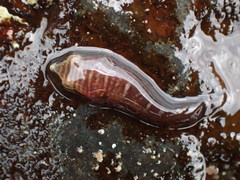 Aspasmogaster tasmaniensis