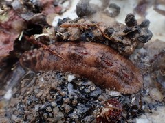 Cryptoplax striata