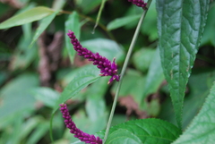 Veronicastrum stenostachyum
