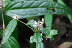 Veronicastrum stenostachyum
