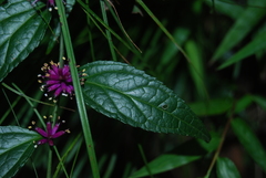 Veronicastrum stenostachyum