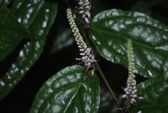 Veronicastrum stenostachyum