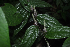 Veronicastrum stenostachyum