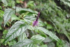 Veronicastrum stenostachyum