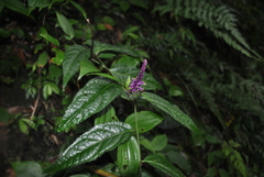 Veronicastrum stenostachyum