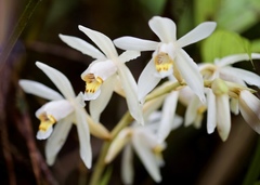 Coelogyne hirtella