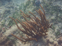 Cnidaria
