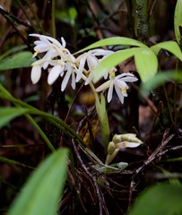 Coelogyne hirtella