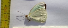 Nepheronia thalassina