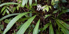 Coelogyne hirtella