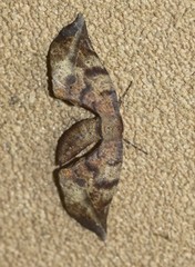 Parepisparis excusata