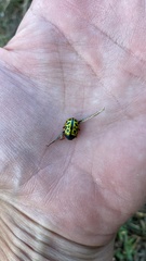 Calligrapha polyspila