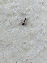 Dolichoderus quadripunctatus