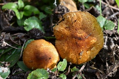 Lepiota boudieri