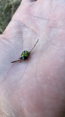 Calligrapha polyspila