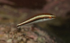 Stethojulis interrupta