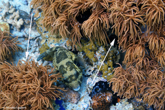 Sclerophytum flexibilis