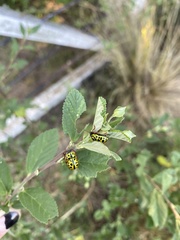 Calligrapha polyspila