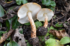Lepiota boudieri