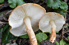Lepiota boudieri