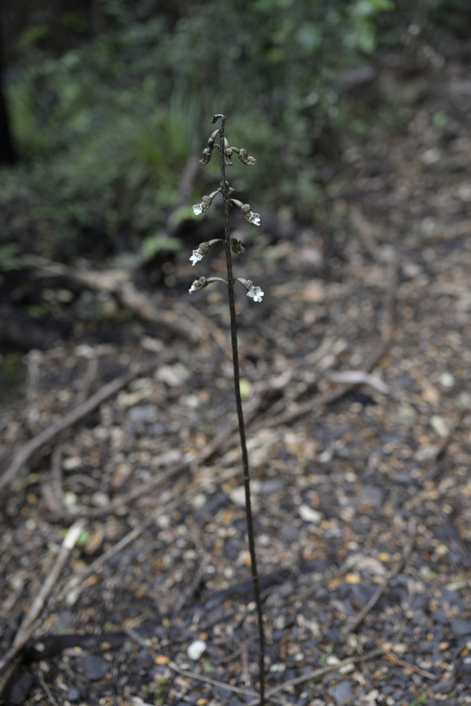 Gastrodia cunninghamii