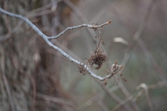 Eriophyes rhoinus