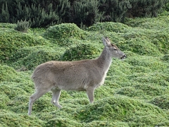 Odocoileus virginianus ustus