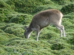 Odocoileus virginianus ustus