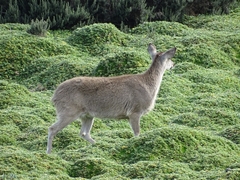 Odocoileus virginianus ustus