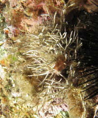 Amphiroa rigida