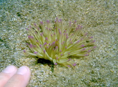 Condylactis aurantiaca