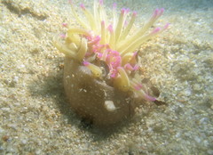 Condylactis aurantiaca