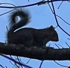 Sciurus carolinensis