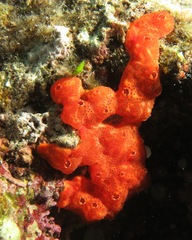 Polysyncraton lacazei