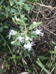 Baccharis halimifolia image