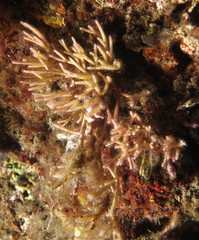 Tricleocarpa fragilis