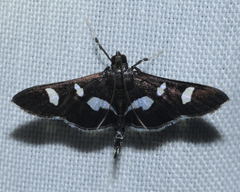 Desmia clarkei