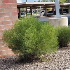 Senna artemisioides