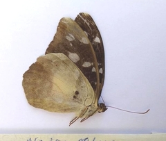 Aterica galene theophane