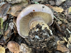 Cortinarius lilacinocolossus