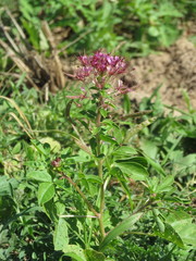 Polanisia dodecandra riograndensis