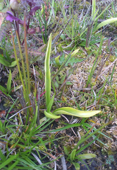 Spiranthes arcisepala